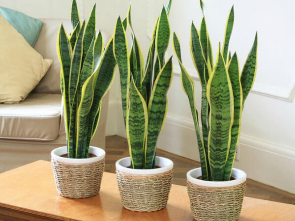 Mẫu cây indochine đẹp 4 mẫu cây indochine đẹp