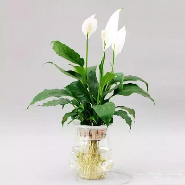 Mẫu cây indochine đẹp 5 mẫu cây indochine đẹp