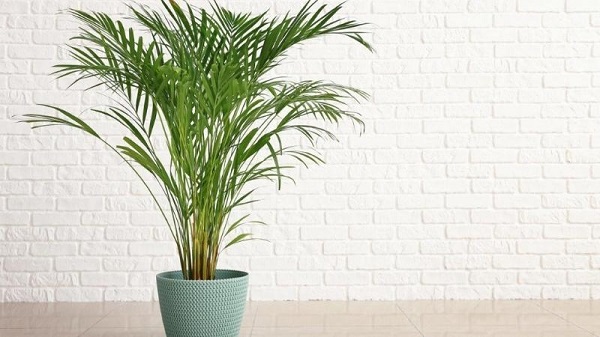 Mẫu cây indochine đẹp 6 mẫu cây indochine đẹp