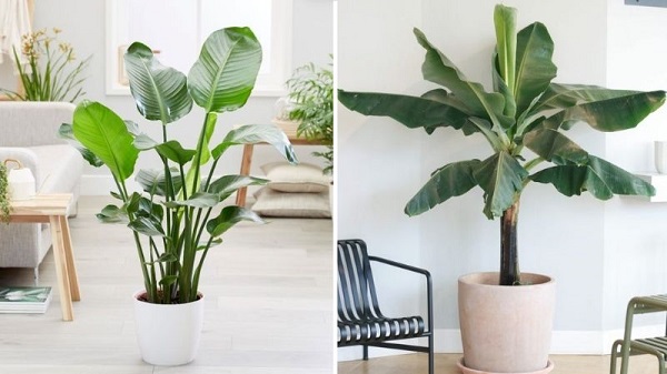 Mẫu cây indochine đẹp 7 mẫu cây indochine đẹp